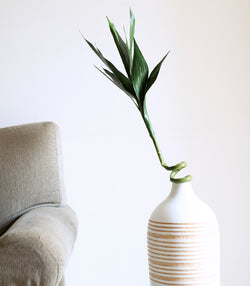 Bamboo Stock