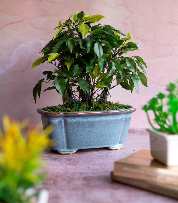 Bonsai Succulent