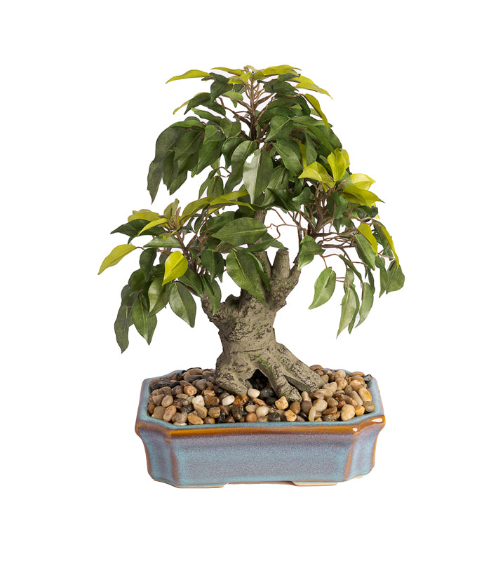 Broom bonsai succulent
