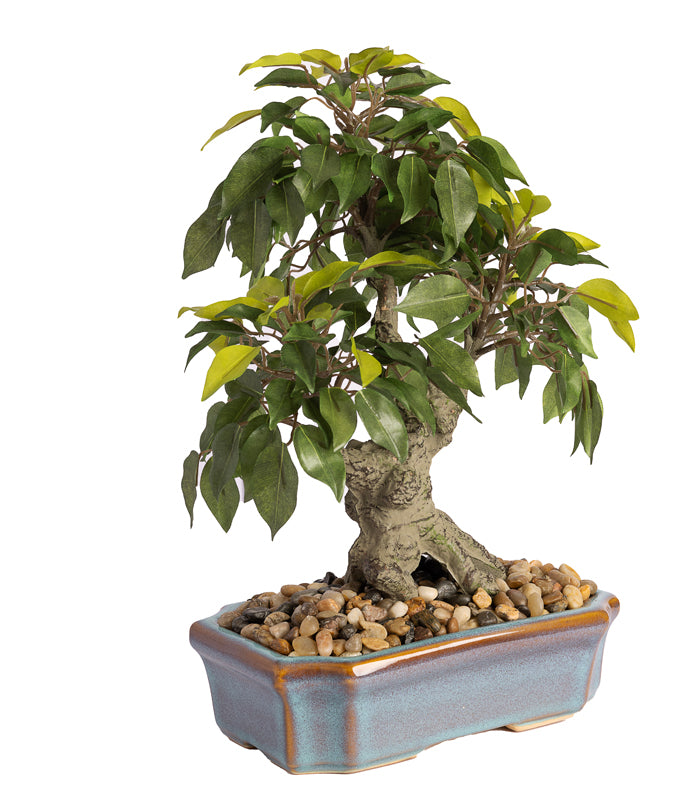 Broom bonsai succulent