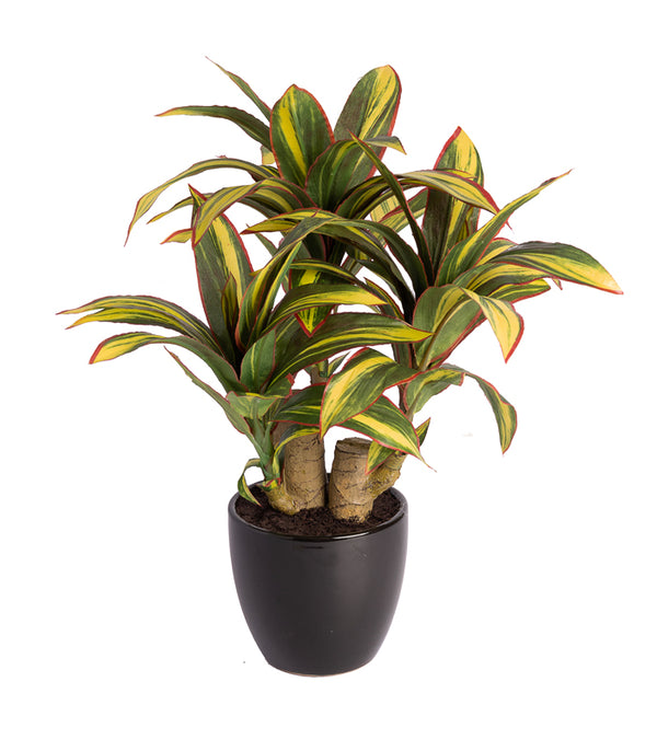 Calathea Bonsai