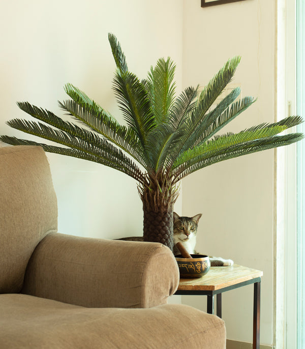 Cycas Plant