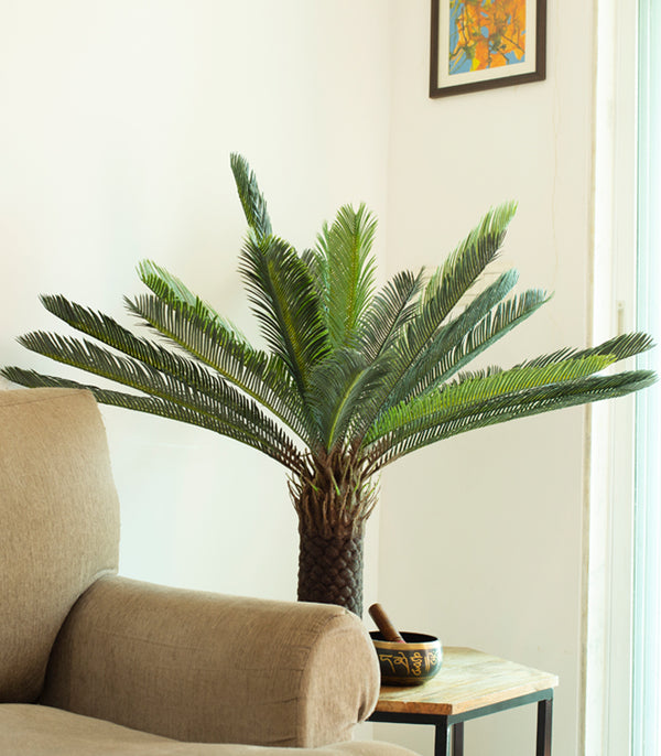 Cycas Plant