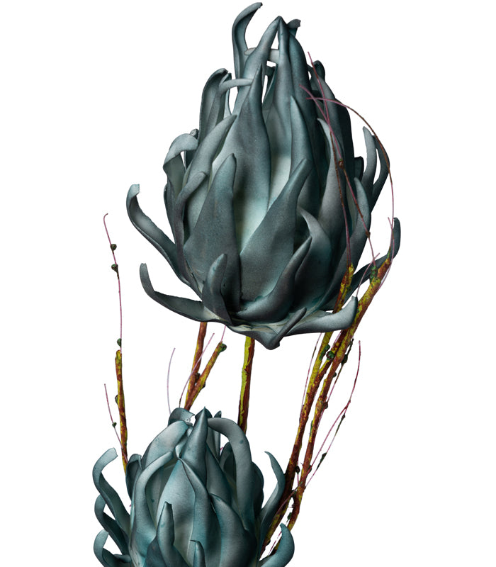 Calcifer the king protea Teal - Set of 2