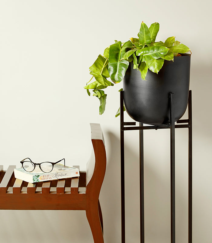 charcoal for plant pots Charcoal Planter – htohshop
