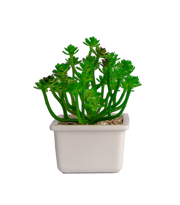 Clover succulent