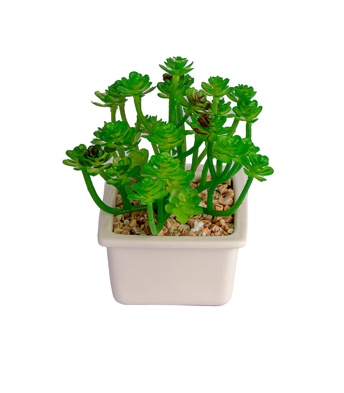 clover like succulent Clover succulent – htohshop