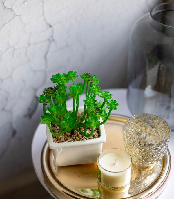 Clover succulent