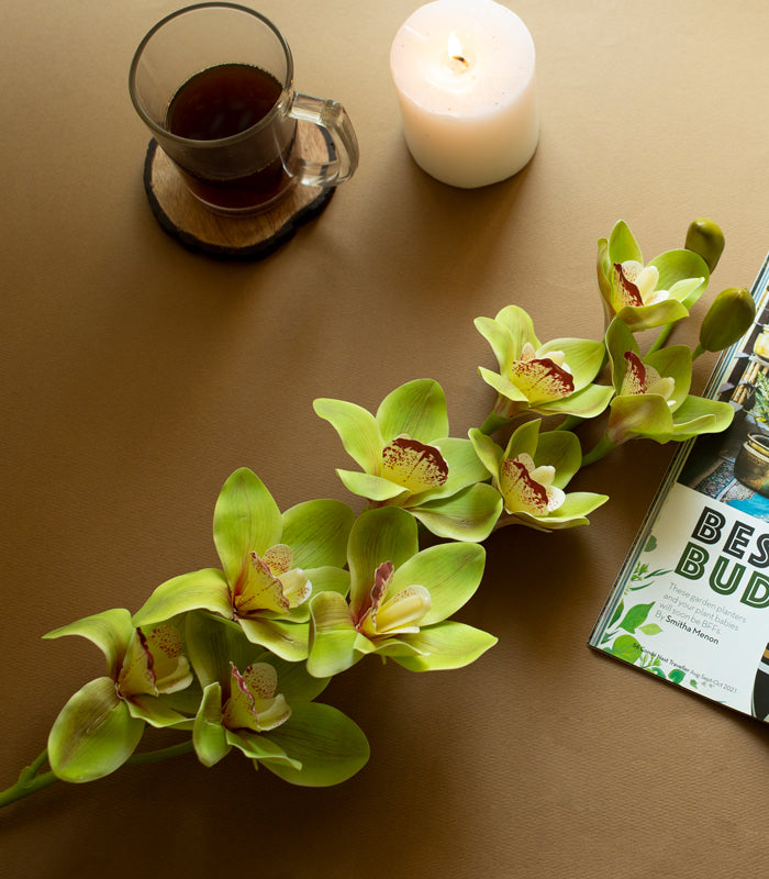 Cymbidium Orchid Green