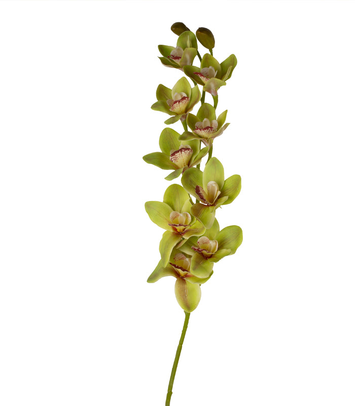 Cymbidium Orchid Green