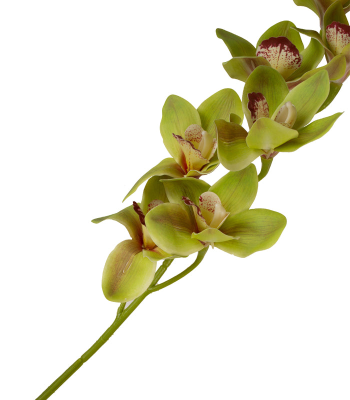 Cymbidium Orchid Green