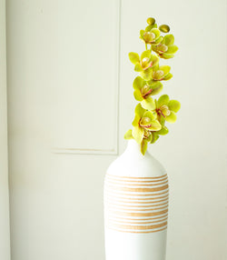 Cymbidium Orchid Green