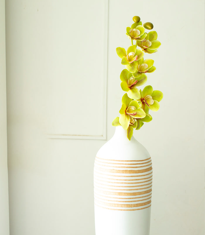 Cymbidium Orchid Green
