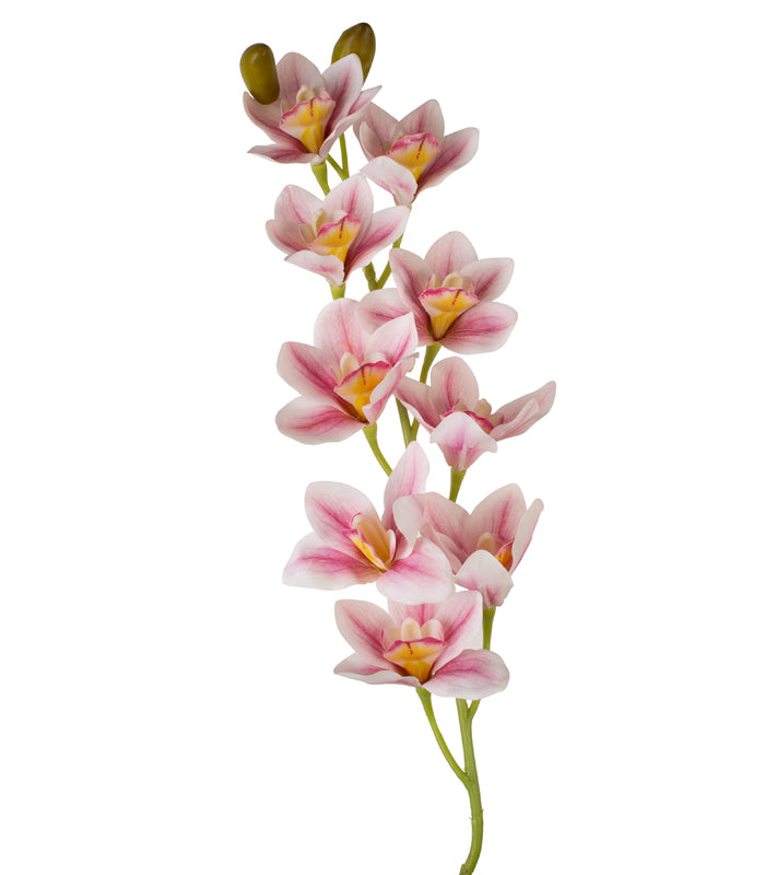 Cymbidium Orchid Light Pink