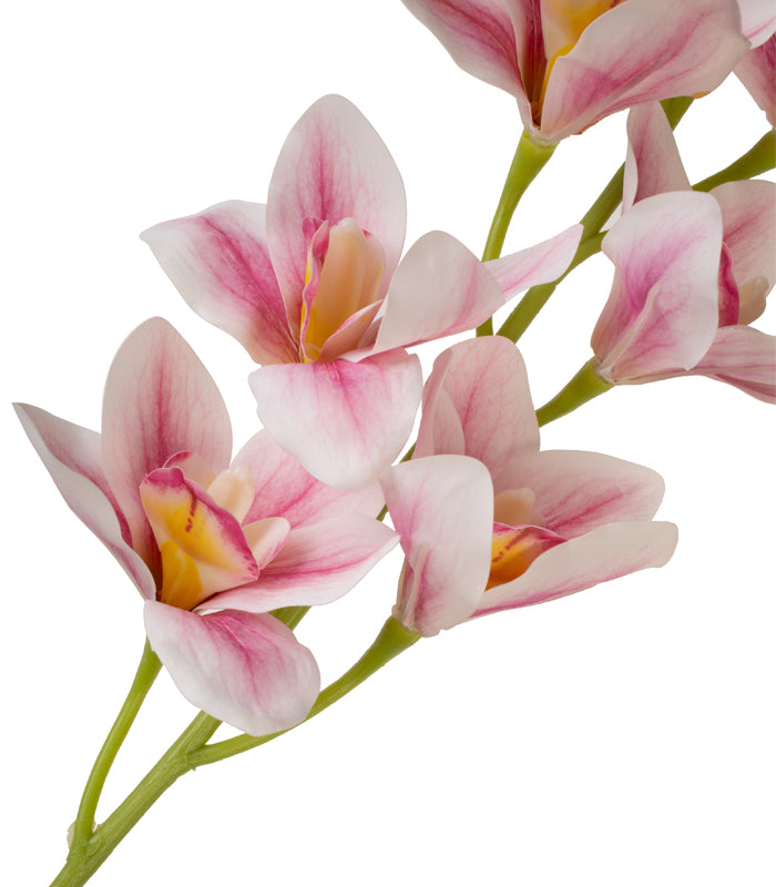 Cymbidium Orchid Light Pink