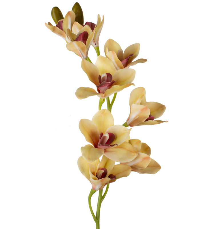 Cymbidium Orchid Light Yellow