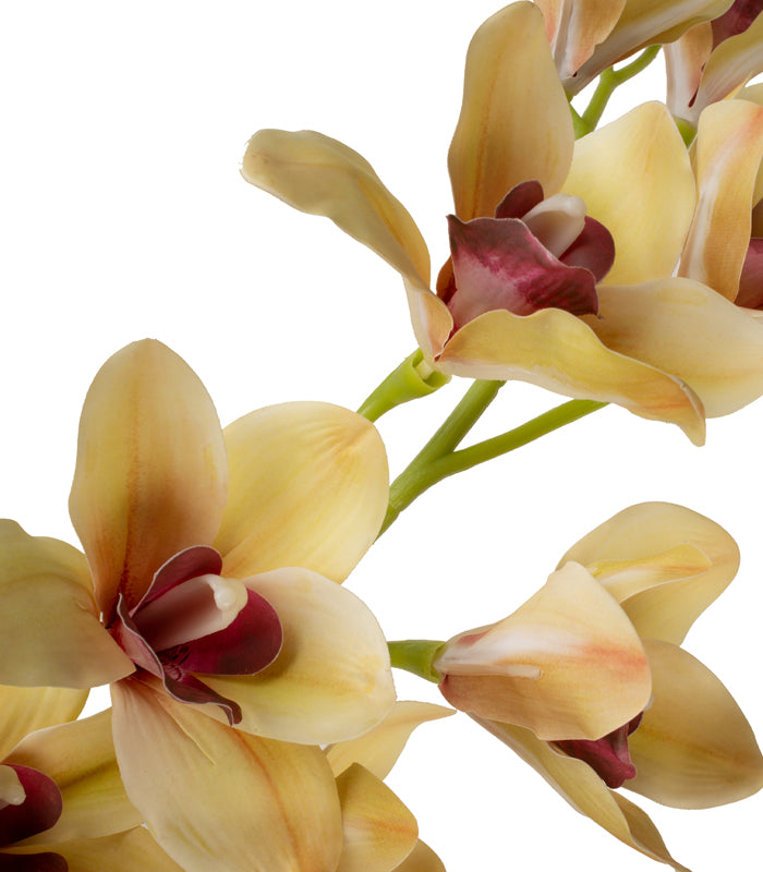 Cymbidium Orchid Light Yellow