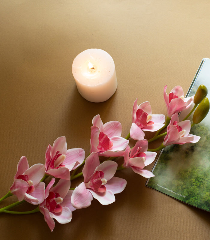 Cymbidium Orchid Pink
