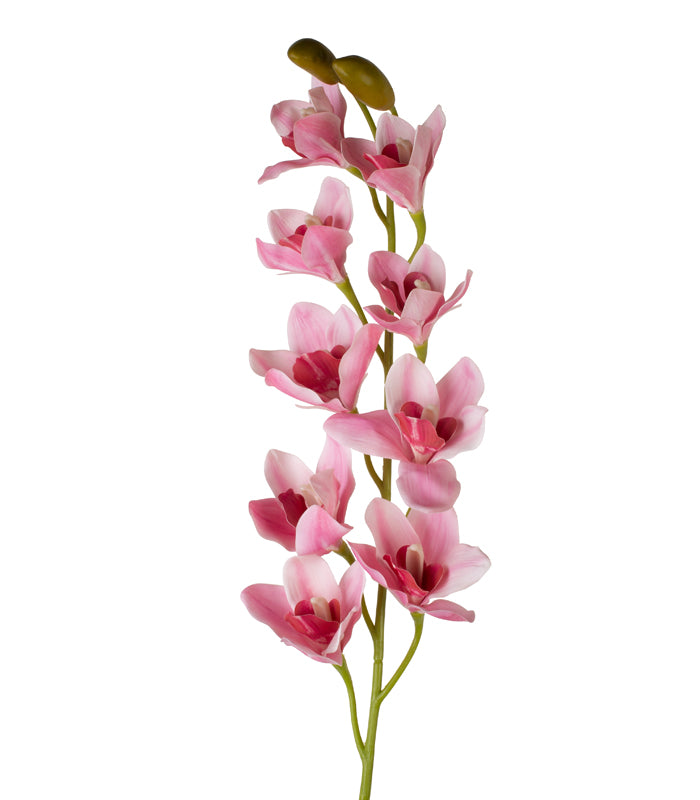 Cymbidium Orchid Pink