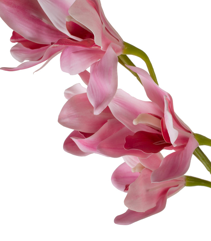Cymbidium Orchid Pink