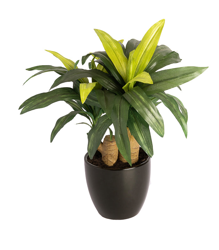 Dracaena bonsai plant