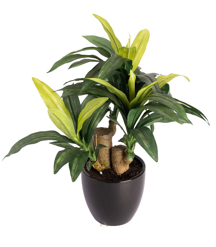 Dracaena bonsai plant