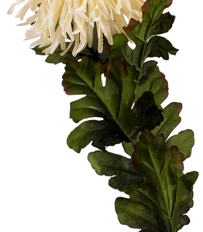Garden Mum - Light Yellow - Set of 2