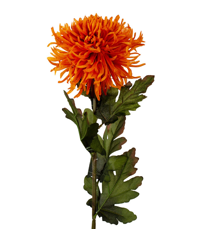 Garden Mum - Orange - Set of 2