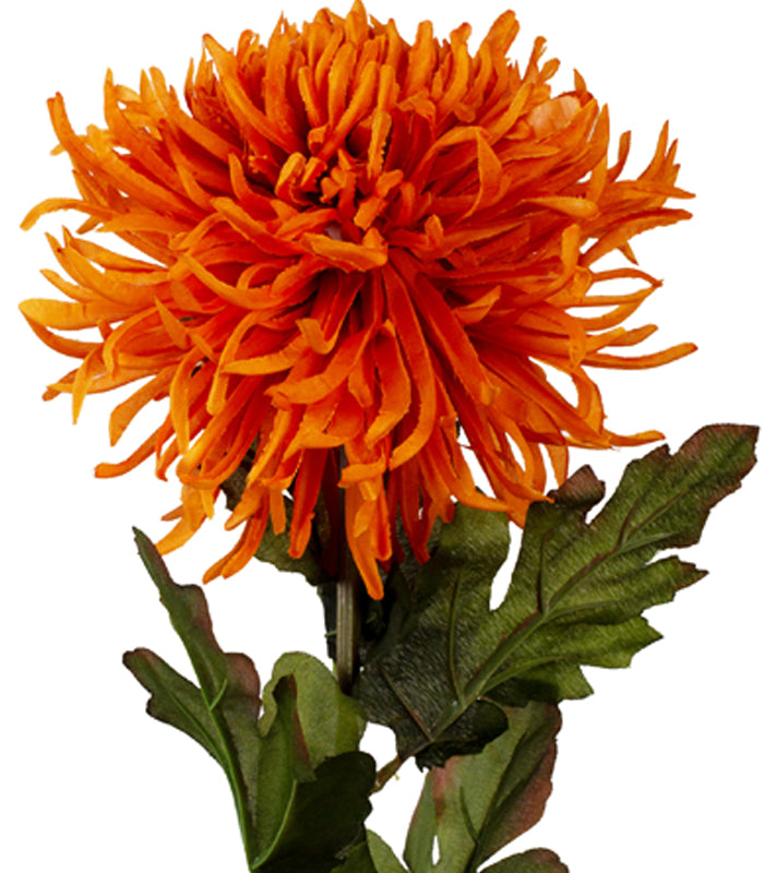 Garden Mum - Orange - Set of 2