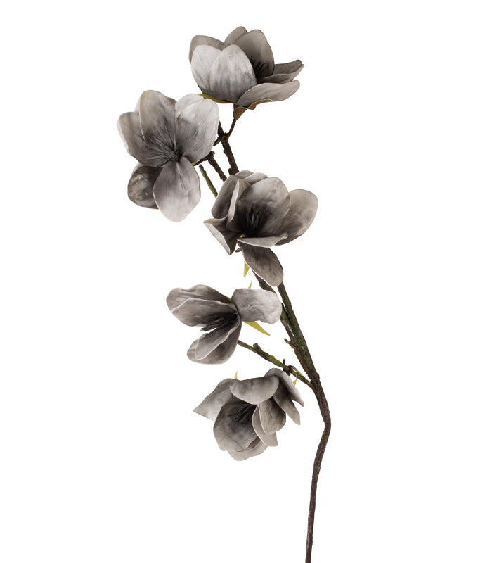Giant Crocus - Grey