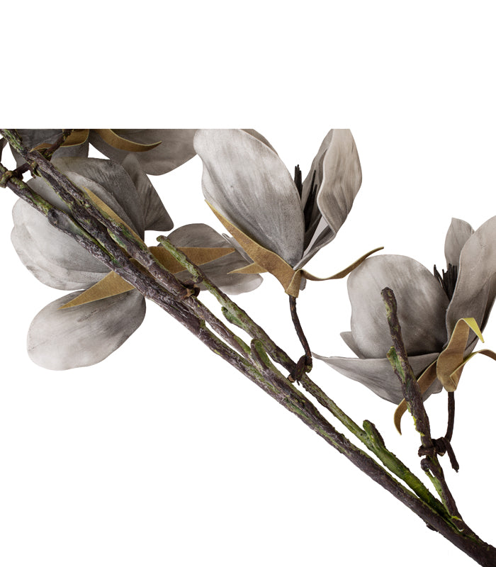 Giant Crocus - Grey