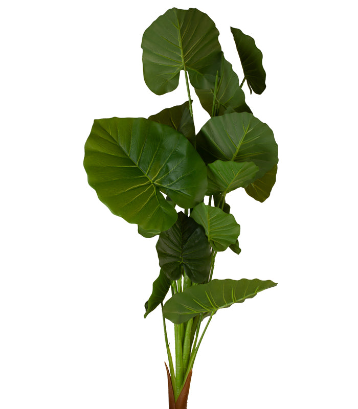 Giant Tarp Plant