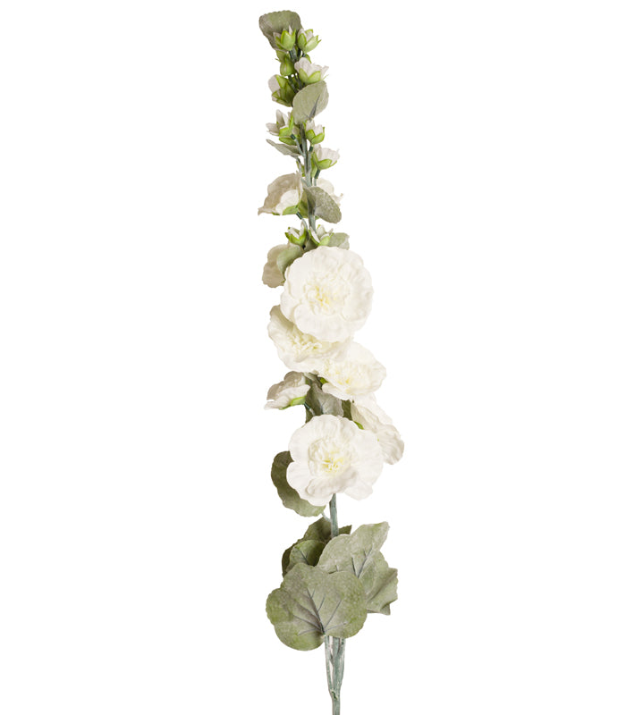 Hollyhock - White