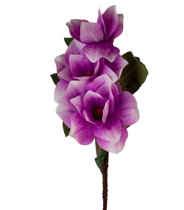Magnolia Tri Purple