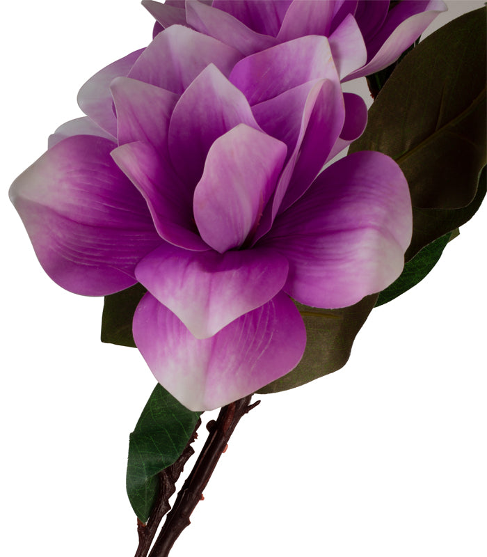 Magnolia Tri Purple