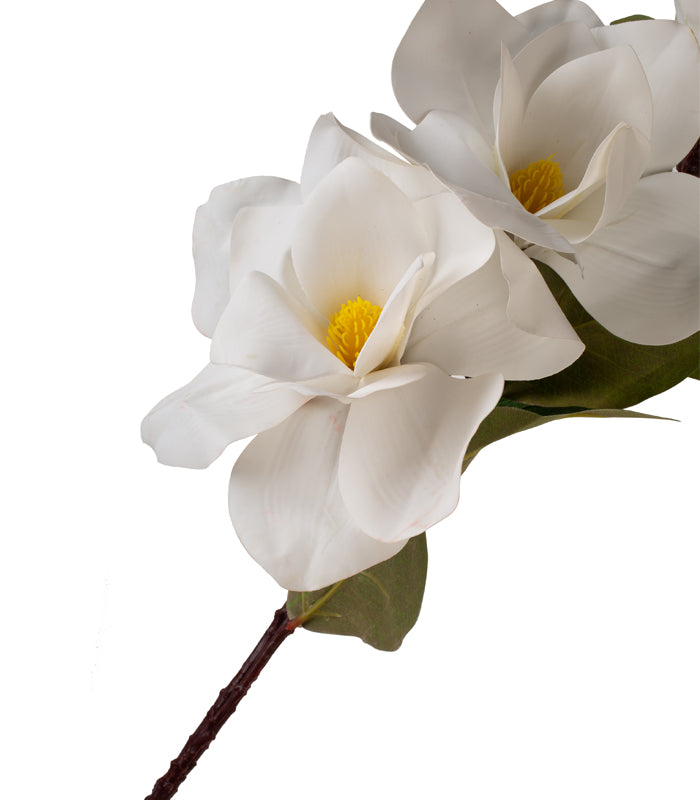 Magnolia Tri White