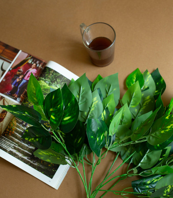 Money Plant - Set of 2