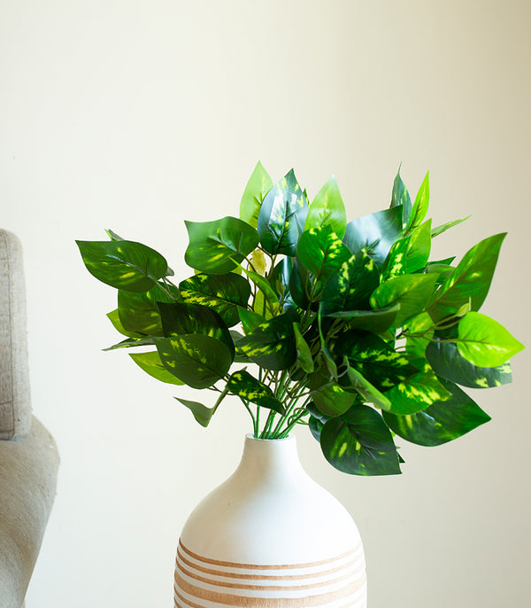 Money Plant - Set of 2