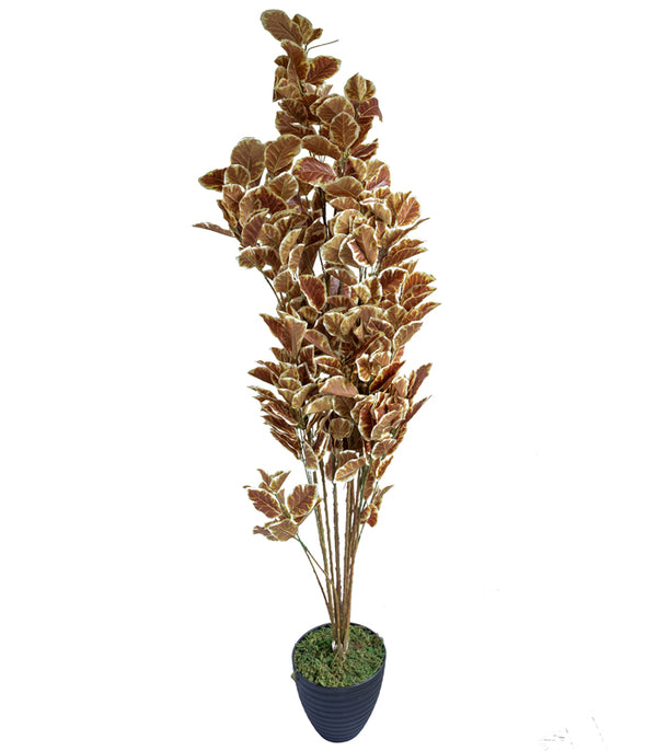 Oak Tree Brown