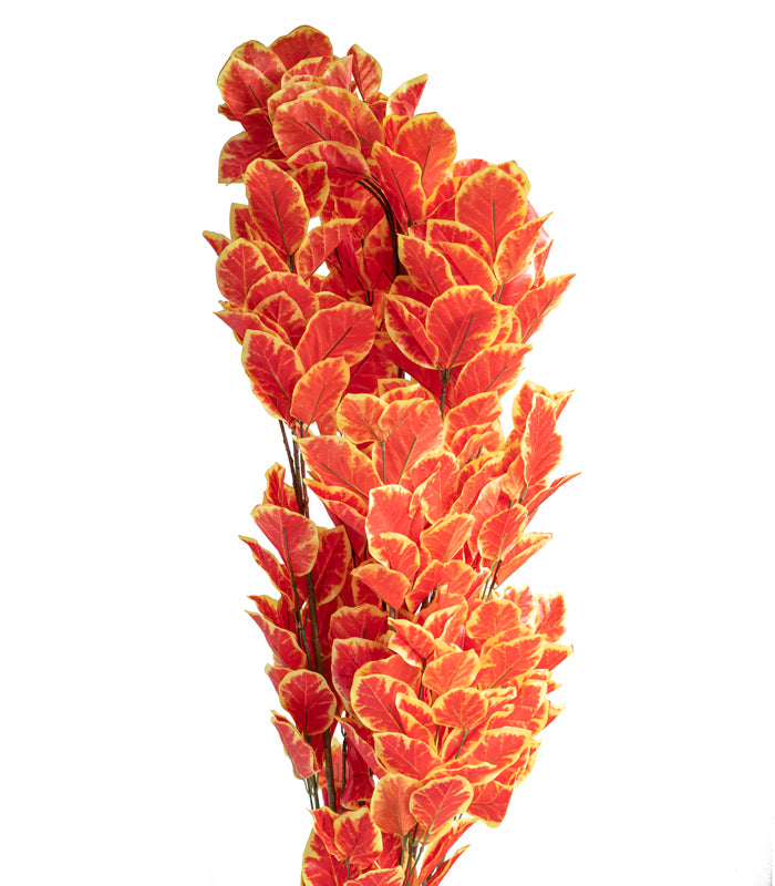 Oak Tree Orange