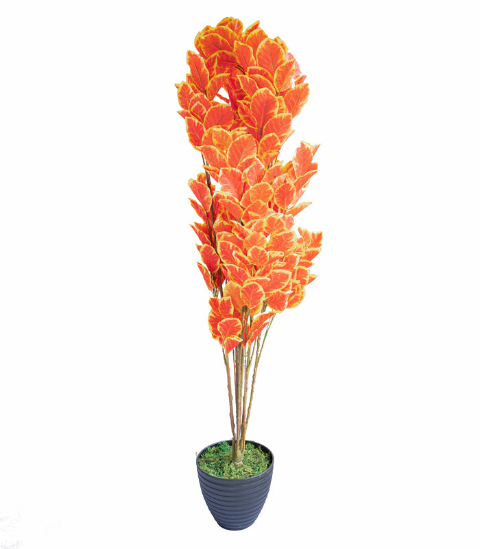 Oak Tree Orange