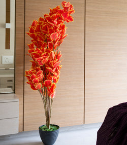 Oak Tree Orange