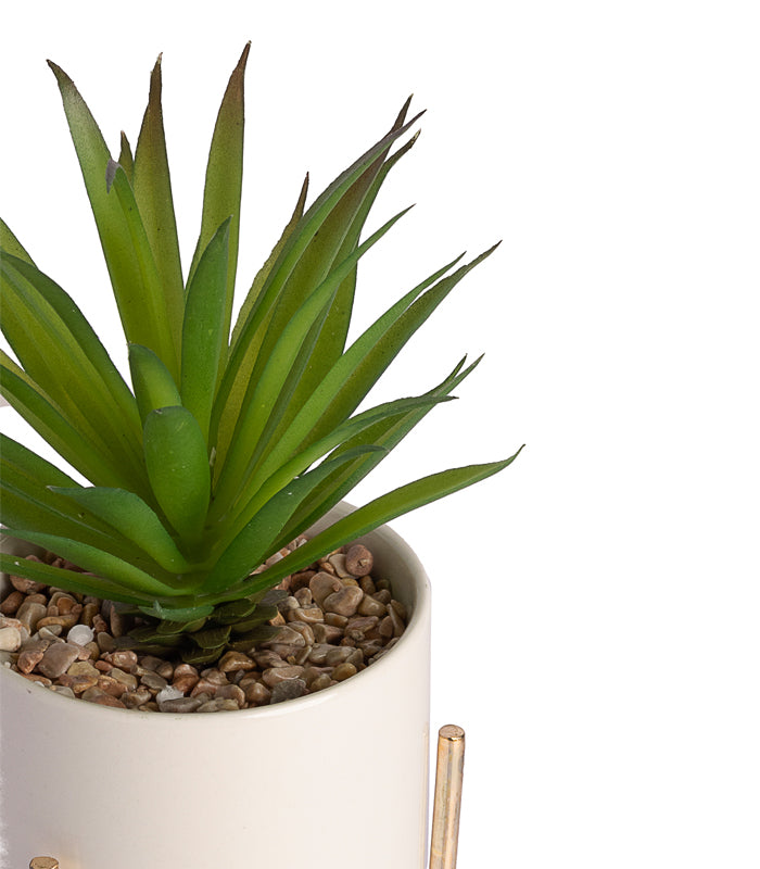 Sisal succulent Plant