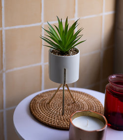 Sisal succulent Plant