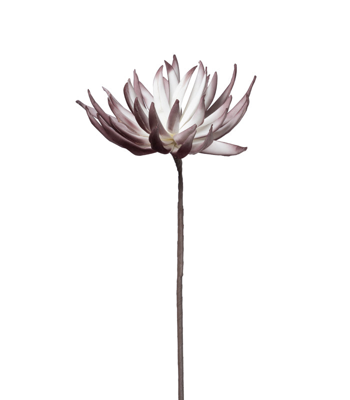 Sugar Bush Purple - Set of 2