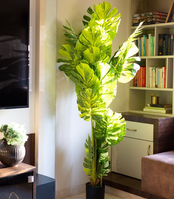 White Montesera Plant